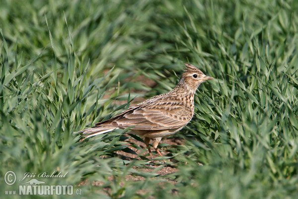 Skylark (Alauda arvensis)