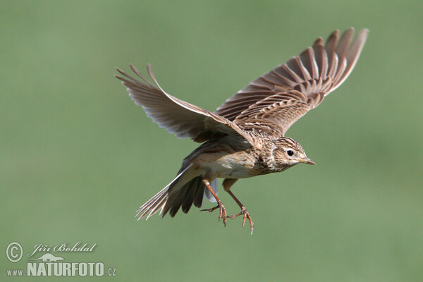 Skylark (Alauda arvensis)