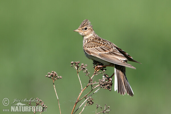 Skylark (Alauda arvensis)