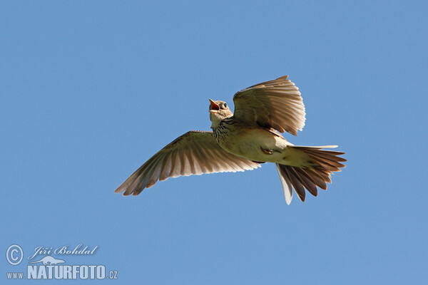 Skylark (Alauda arvensis)