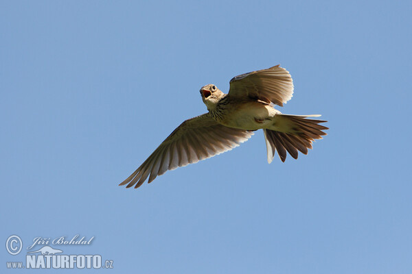 Skylark (Alauda arvensis)