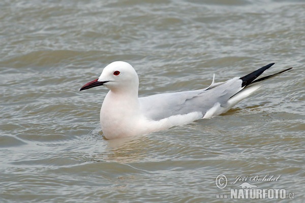 Slender-billed Gull (Chroicocephalus genei)