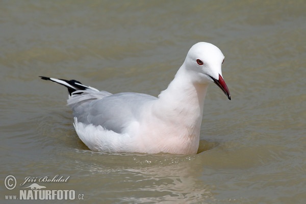 Slender-billed Gull (Chroicocephalus genei)