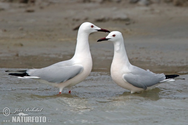 Slender-billed Gull (Chroicocephalus genei)