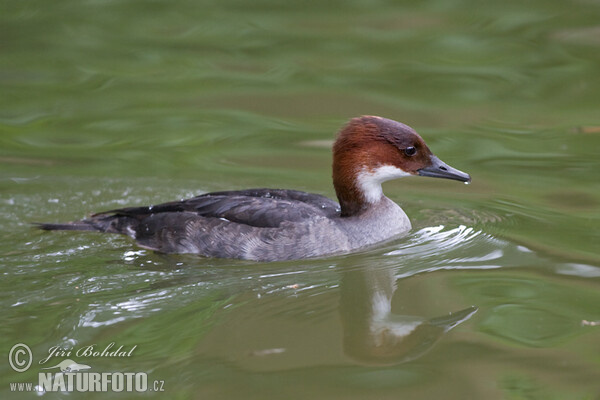 Smew (Mergus albellus)