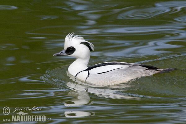 Smew (Mergus albellus)