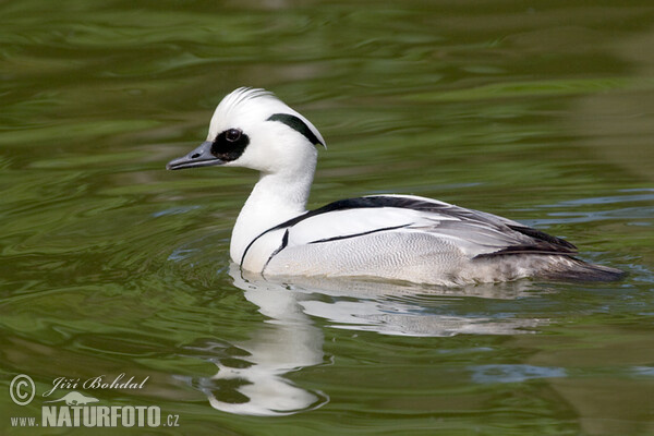 Smew (Mergus albellus)