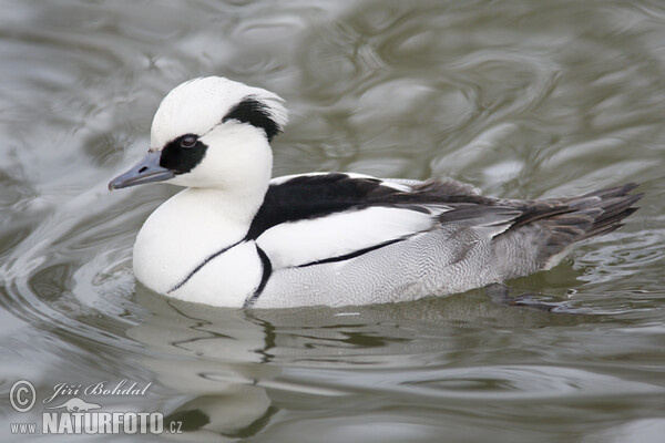 Smew (Mergus albellus)