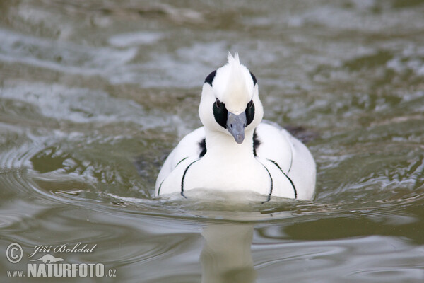 Smew (Mergus albellus)