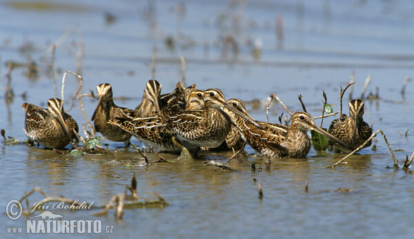 Snipe (Gallinago gallinago)