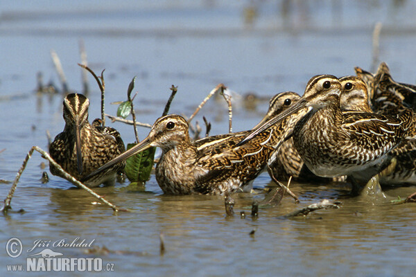 Snipe (Gallinago gallinago)