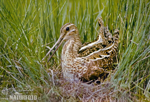 Snipe (Gallinago gallinago)