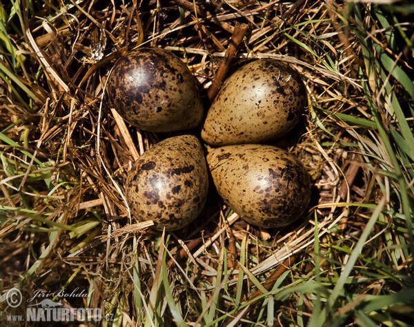 Snipe (Gallinago gallinago)