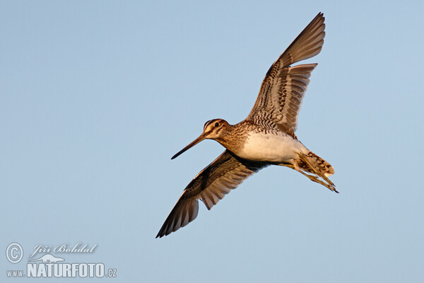 Snipe (Gallinago gallinago)