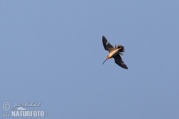 Snipe (Gallinago gallinago)