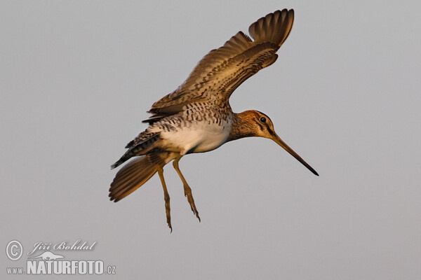 Snipe (Gallinago gallinago)