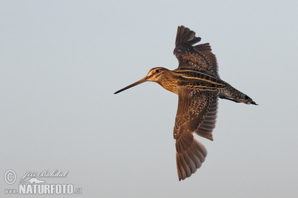 Snipe (Gallinago gallinago)