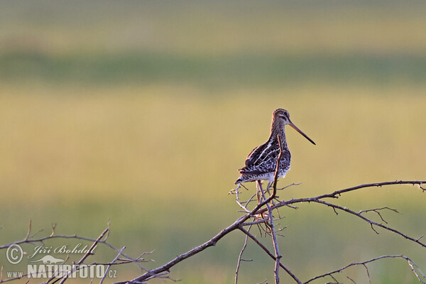 Snipe (Gallinago gallinago)