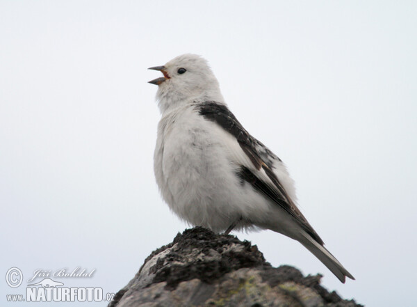 Snow Bunting (Plectrophenax nivalis)