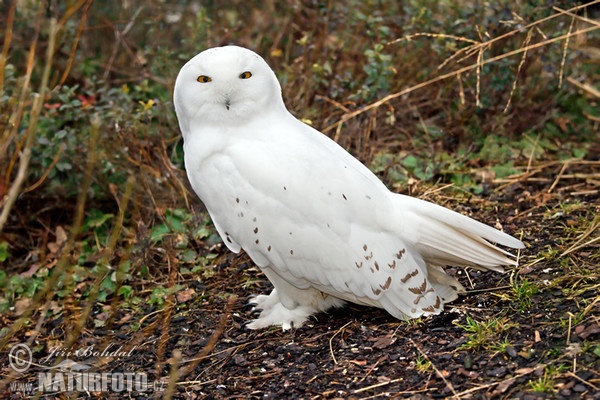 Snowy Owl (Nyctea scandiaca)