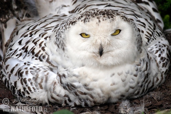 Snowy Owl (Nyctea scandiaca)