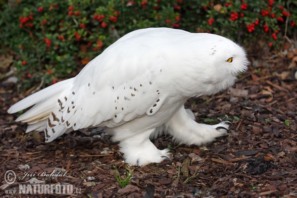 Snowy Owl (Nyctea scandiaca)