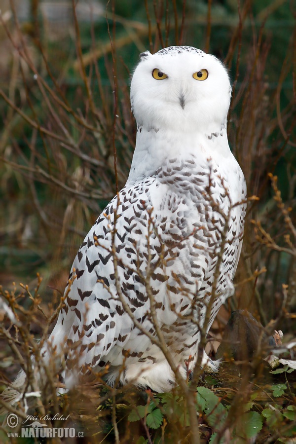 Snowy Owl (Nyctea scandiaca)