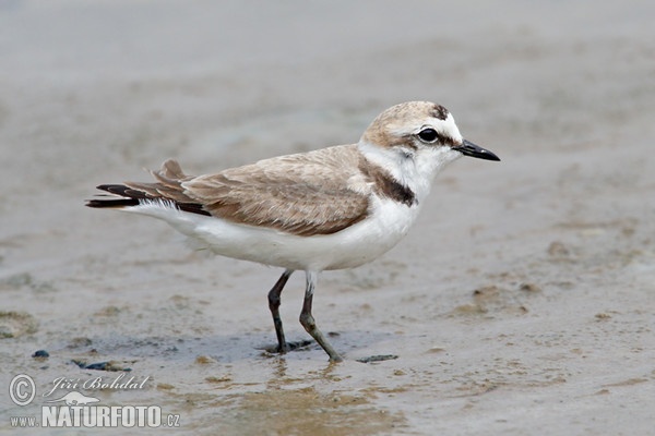 Snowy Plover (Charadrius alexandrinus)