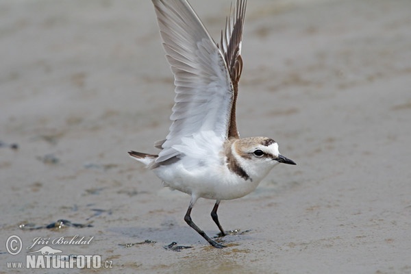 Snowy Plover (Charadrius alexandrinus)