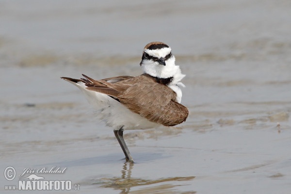 Snowy Plover (Charadrius alexandrinus)