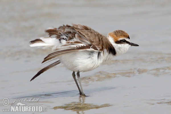 Snowy Plover (Charadrius alexandrinus)