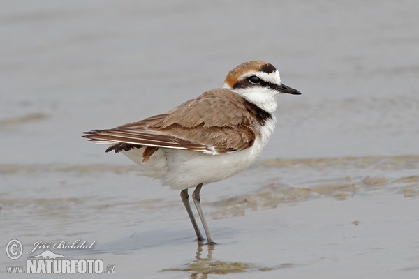 Snowy Plover (Charadrius alexandrinus)