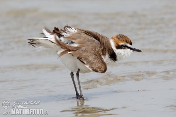 Snowy Plover (Charadrius alexandrinus)