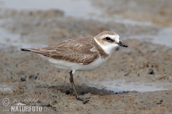 Snowy Plover (Charadrius alexandrinus)