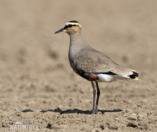 Sociable Lapwing (Chettusia gregaria)