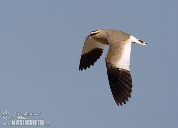 Sociable Lapwing (Chettusia gregaria)