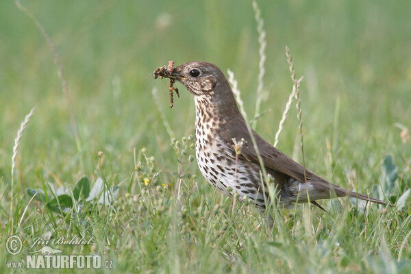 Song Thrush (Turdus philomelos)