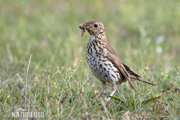 Song Thrush (Turdus philomelos)