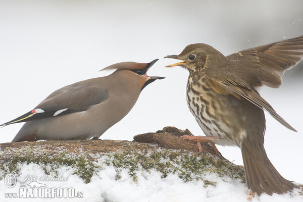 Song Thrush (Turdus philomelos)