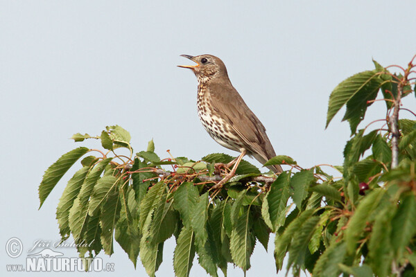 Song Thrush (Turdus philomelos)