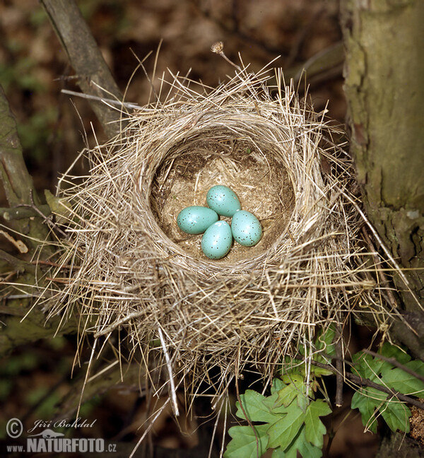 Song Thrush (Turdus philomelos)