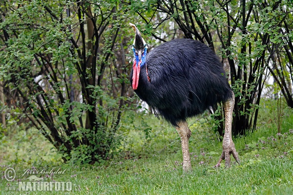 Southern Cassowary (Casuarius casuarius)