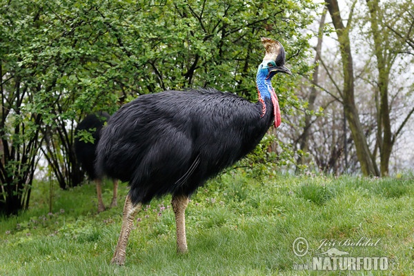 Southern Cassowary (Casuarius casuarius)