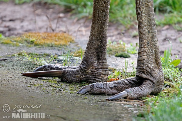 Southern Cassowary (Casuarius casuarius)