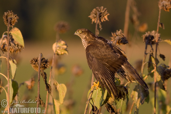 Sparrowhawk (Accipiter nisus)