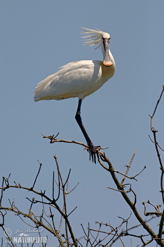 Spatola bianca