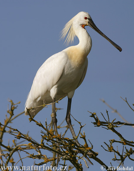 Spatola bianca