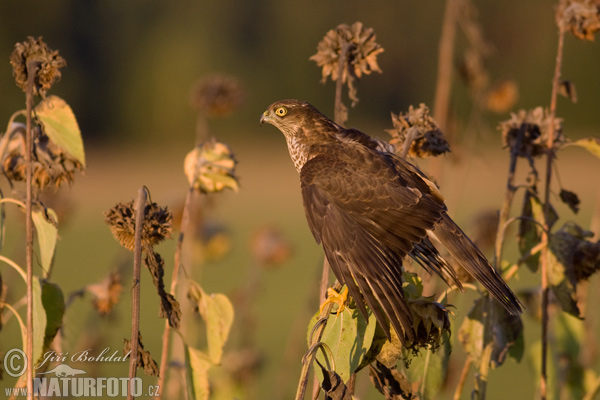 Sperwer roofvogel