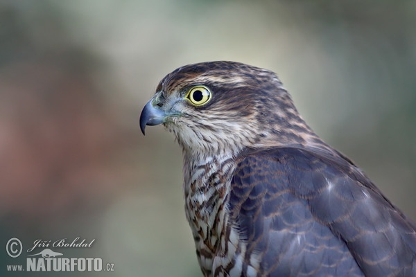 Sperwer roofvogel