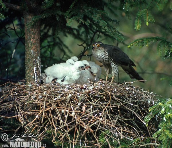 Sperwer roofvogel